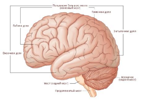 Otak.  Hemisfera otak