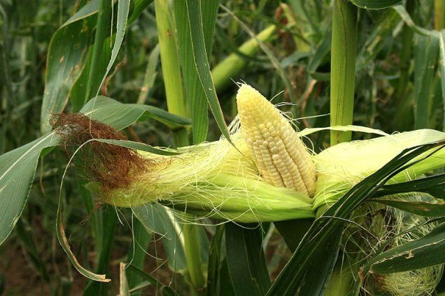 Stigma jagung