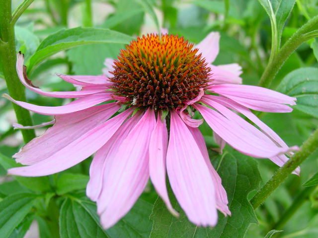 Echinacea untuk selesema boleh membantu, menguatkan imuniti, dan mungkin tidak mempunyai kesan ke atas badan. 