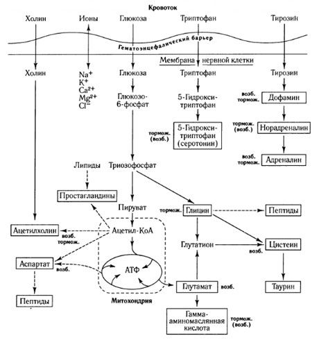 Cara pertukaran metabolisme dan peranan penghalang darah-otak dalam metabolisme (pada: Gembala, 1987)