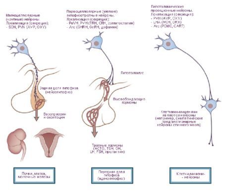 Hypothalamus.  Tiga jenis sel neurosecretori hipotalamus.