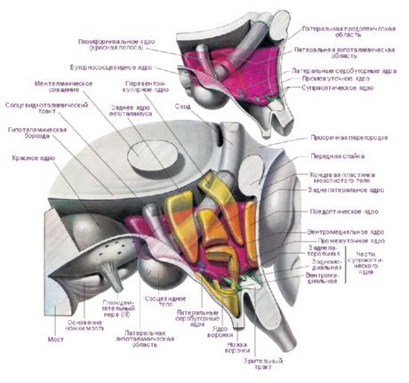 Kawasan hipotalamus hemisfera kiri otak.  Nukleus hipotalamus utama