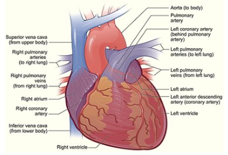 Gas ekzos dibersihkan oleh arteri