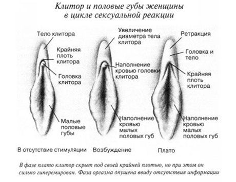 Clitoris semasa hubungan seks