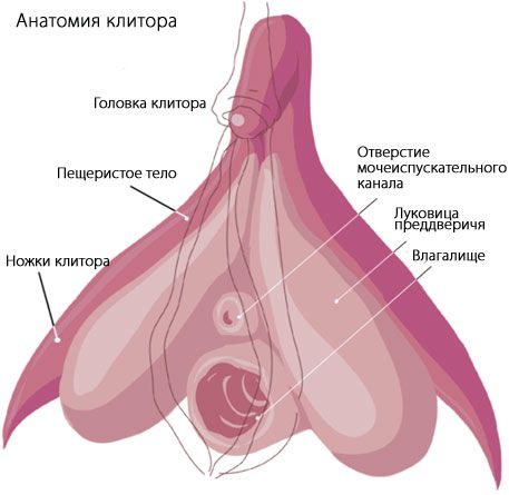 Anatomi klitoris