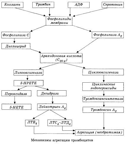 Peringkat awal hemocoagulation dan mekanisme homeostasis hemocoagulation tempatan