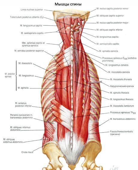 Otot belakang