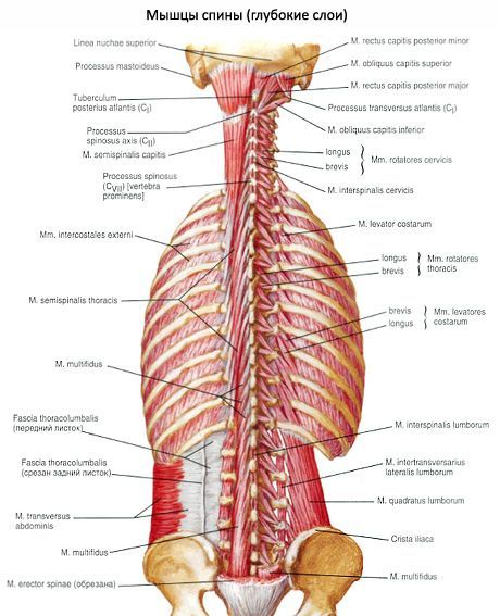 Otot belakang