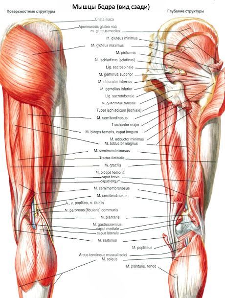 Otot pelvis (otot pinggang pelvis)