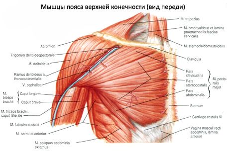 Otot pinggang bahu