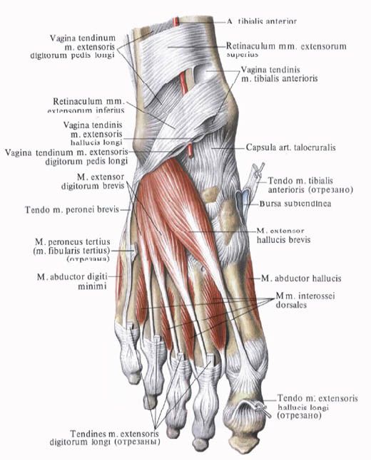 Otot kaki