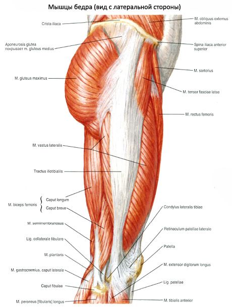 Otot pelvis (otot pinggang pelvis)