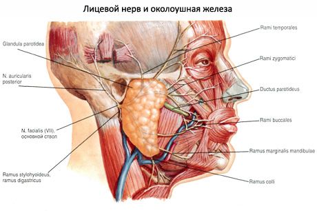 Kelenjar air liur parotid