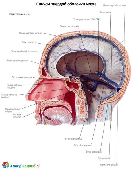 Sinus (sinus) membran padu otak