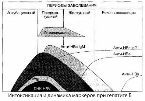 Patogenesis hepatitis B