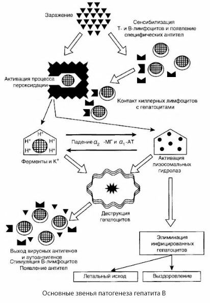 Patogenesis hepatitis B