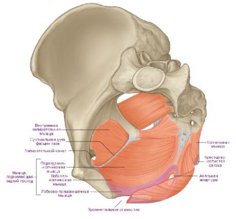Otot diafragma pelvis