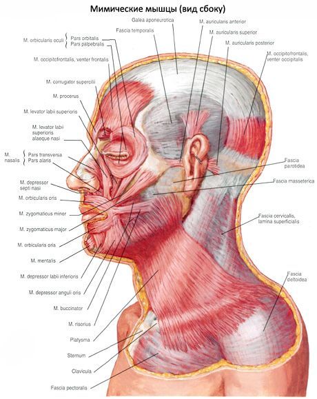 Otot subkutaneus leher (platysma)
