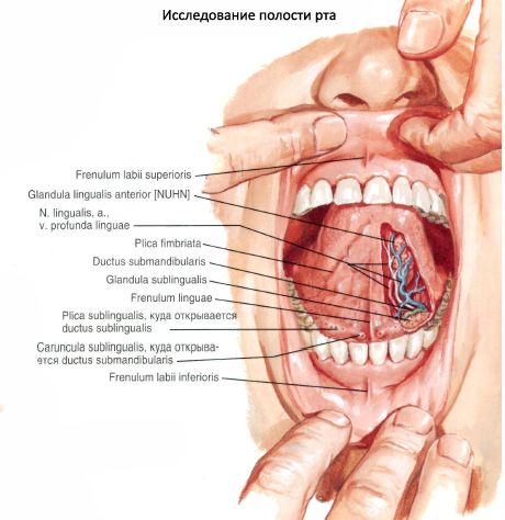 Kelenjar air liur Sublingual