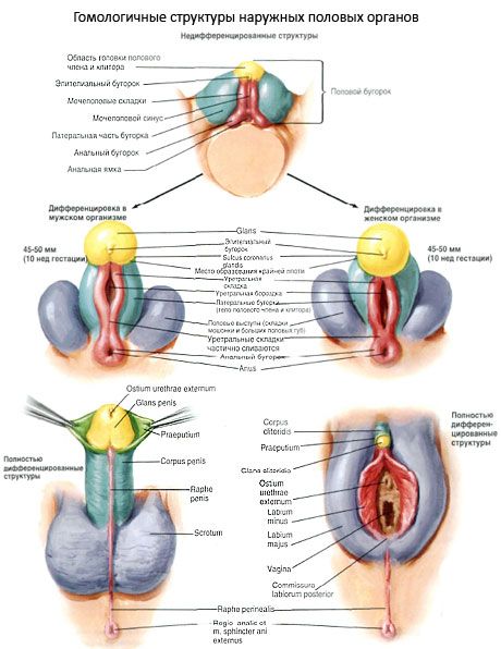 Struktur homolog organ-organ kelamin luar
