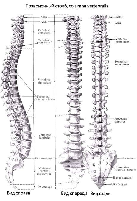 Lajur Vertebral (tulang belakang)