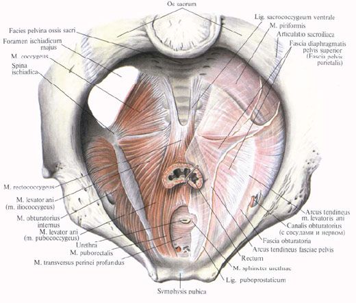 Diafragma pelvis