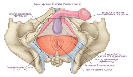 Perineum dalam lelaki