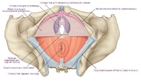 Perineum dalam wanita