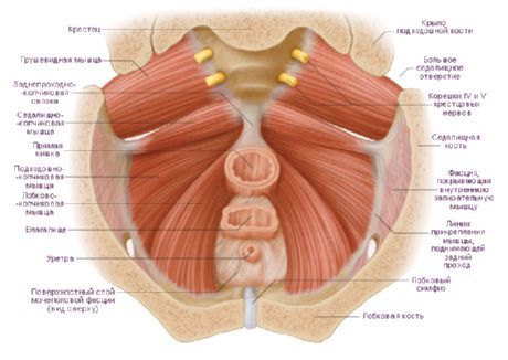 Otot pelvis wanita