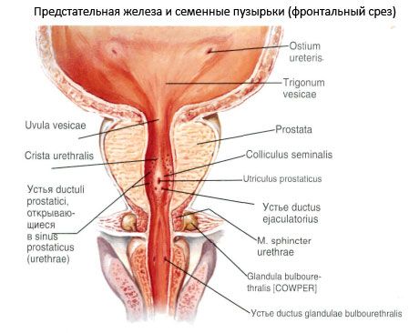 Prostat (prostat kelenjar)