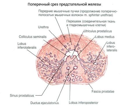Struktur prostat