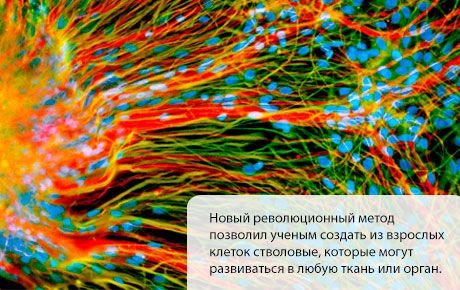 Sel stem dicipta yang berkembang menjadi tisu atau organ