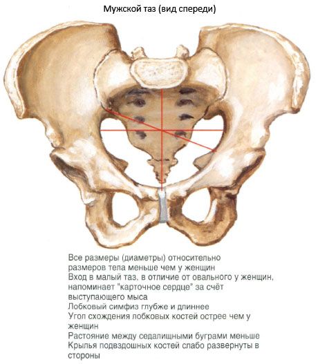 Pelvis secara keseluruhan