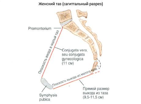 Pelvis secara keseluruhan