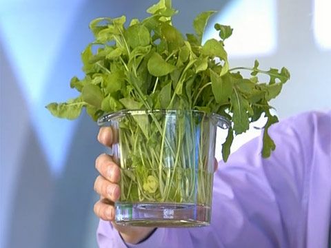 Sayur-sayuran dan daun yang boleh dimakan