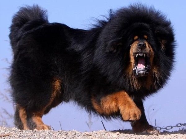 Mastiff Tibet