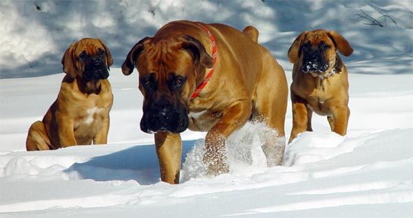 Mastiff Afrika Selatan atau Boerboel