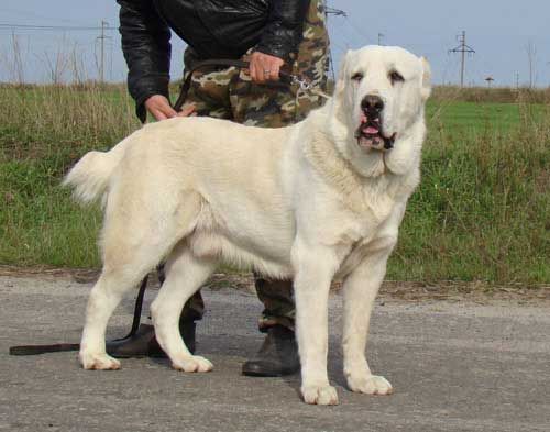 Anjing Gembala Asia Tengah