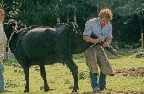 Sarjana pedicure untuk lembu