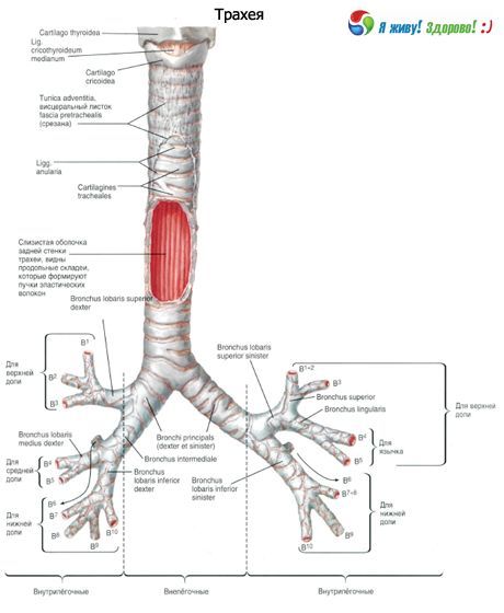 Trachea.  Struktur trakea