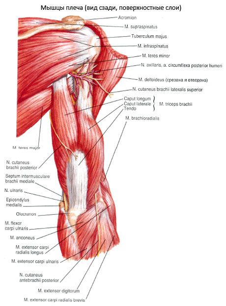 Otot brachialis triceps (triceps pecula)