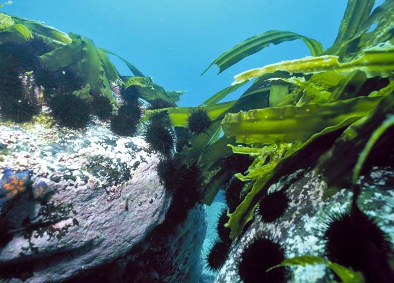 Sekiranya kita memulihkan populasi perairan laut, maka ia akan mengurangkan jumlah bulu burung laut, yang bermaksud bahawa laminaria akan menjadi lebih besar.