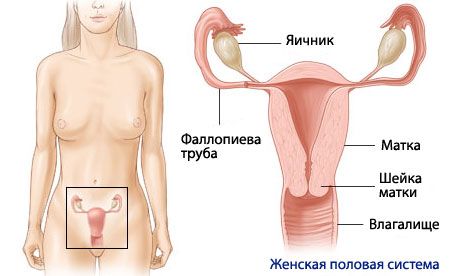 Anatomi dan fisiologi sistem pembiakan wanita