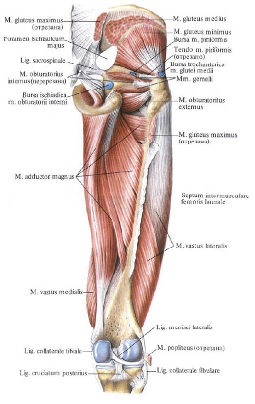 Otot gluteus (otot gluteus kecil)