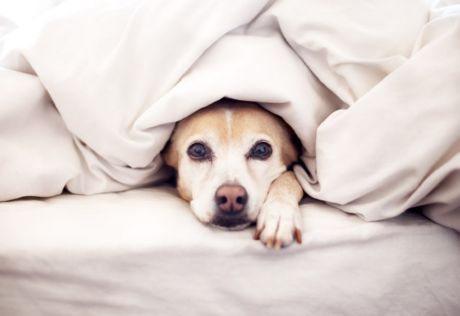 Kenali anjing dengan anak yang baru lahir